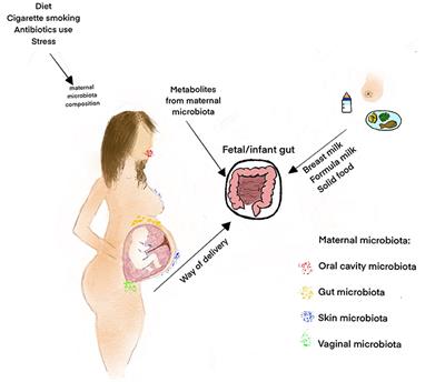 From Intrauterine to Extrauterine Life—The Role of Endogenous and Exogenous Factors in the Regulation of the Intestinal Microbiota Community and Gut Maturation in Early Life